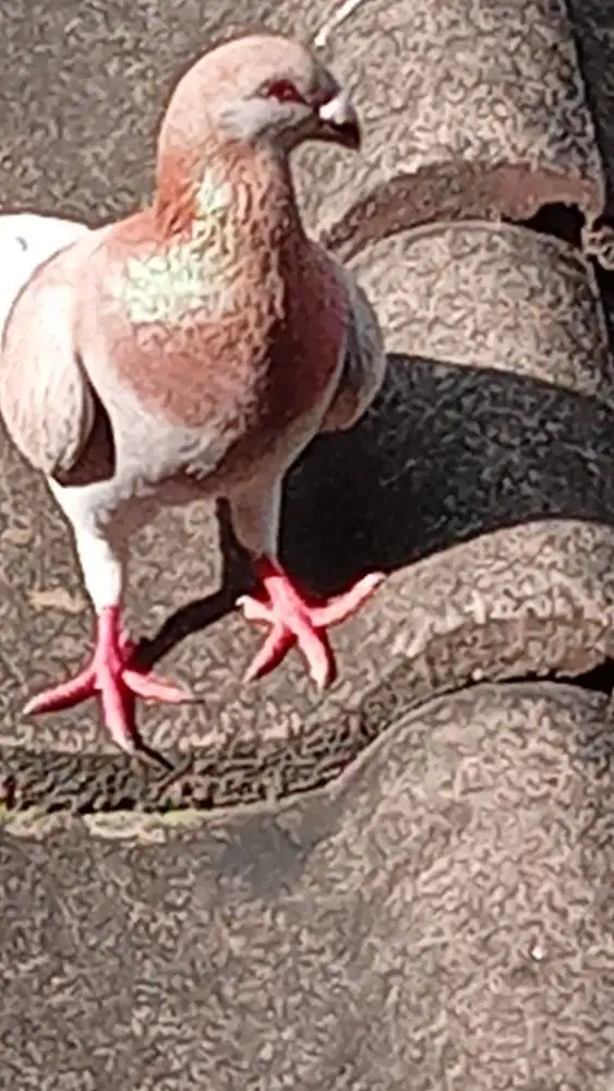 Merpati GBH bujangan 2 ekor