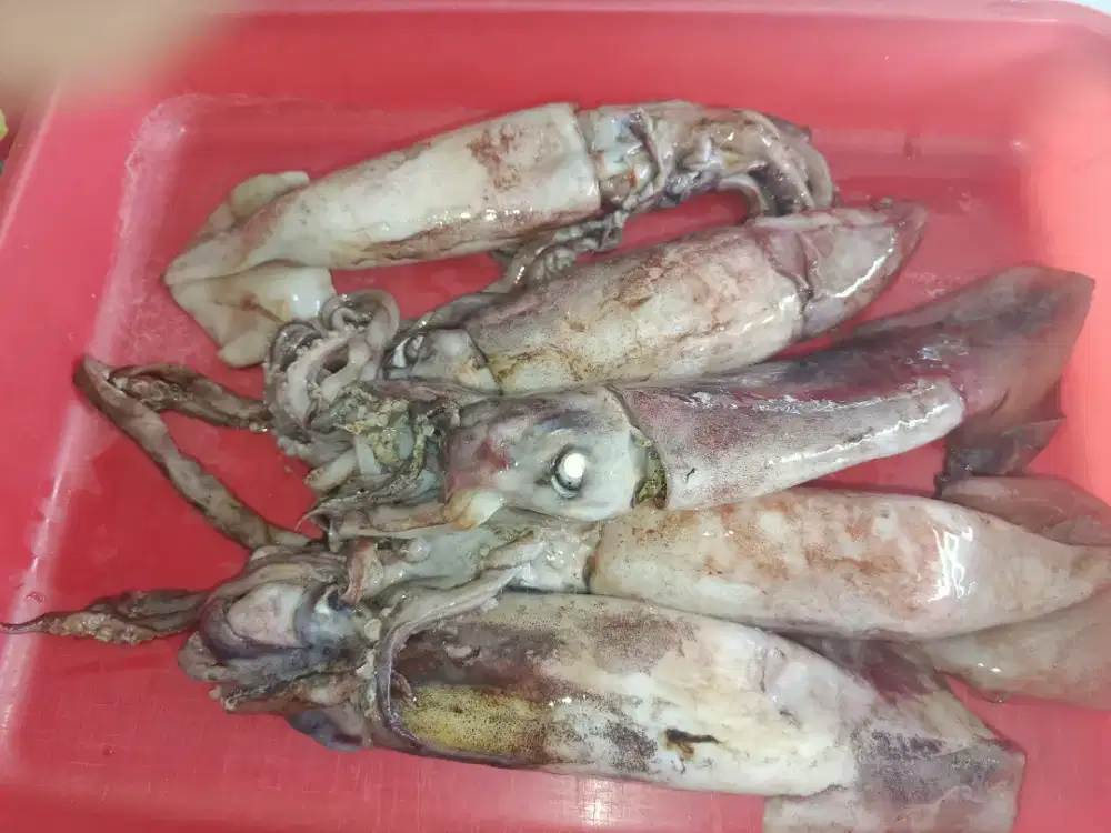 Cumi Sotong 1 kg