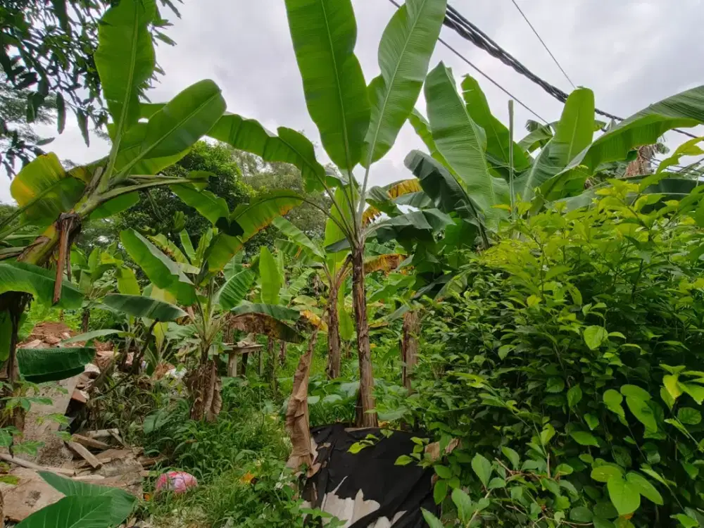 DIJUAL KAVLING UNTUK USAHA BELAKANG FORESTA BSD