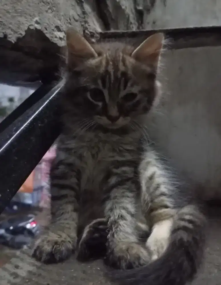 Open adopsi kitten mixdome