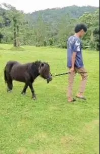 kuda poni betina 3 thn UP TB 1 meter koleksian unik exotik siap hobby