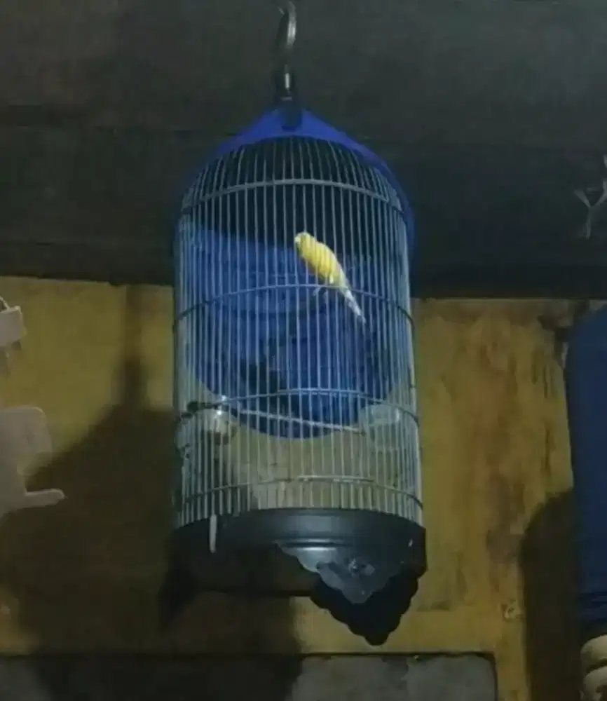 Kenari gacor warna cerah fullset