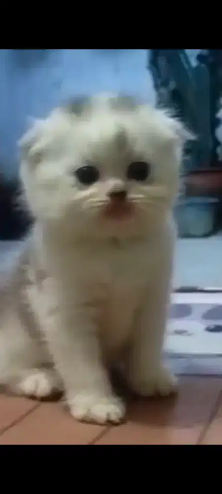 Kucing scottish fold, kucingpersia, kucing peaknose, kucing medium ,