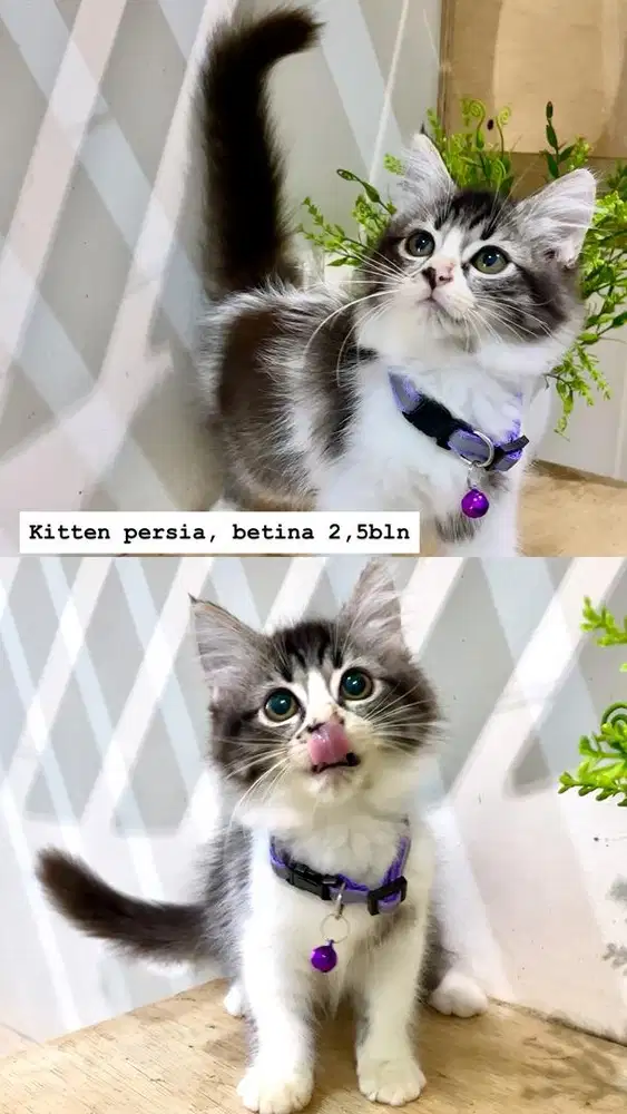 Kucing persia kitten cantik