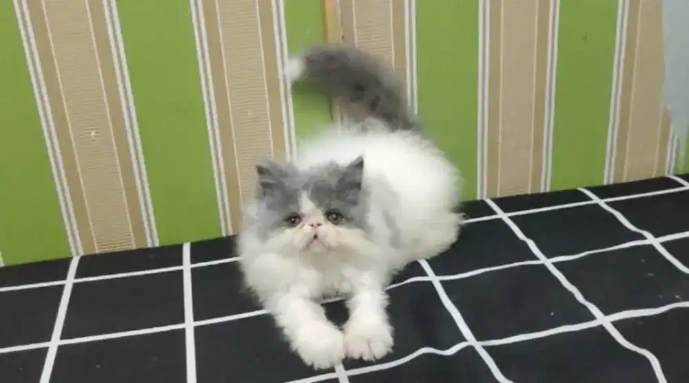 Kitten/Persia/Kitten Persia/Peaknose/Peaknose Extreme/Kucing Ras