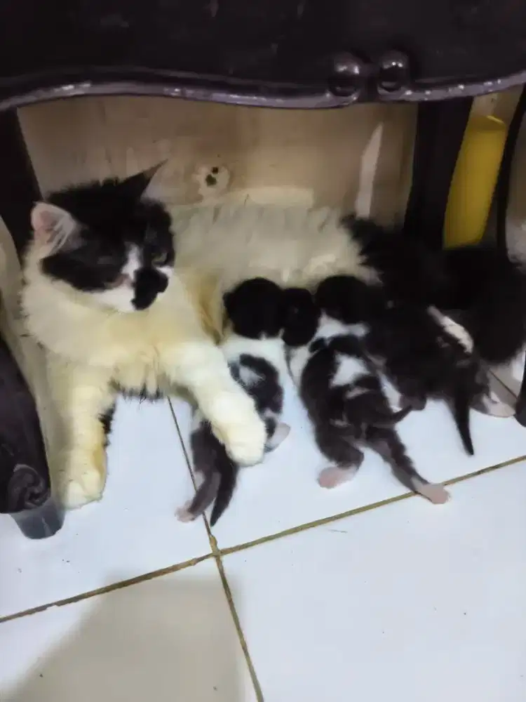 Anakan persis baru lahir