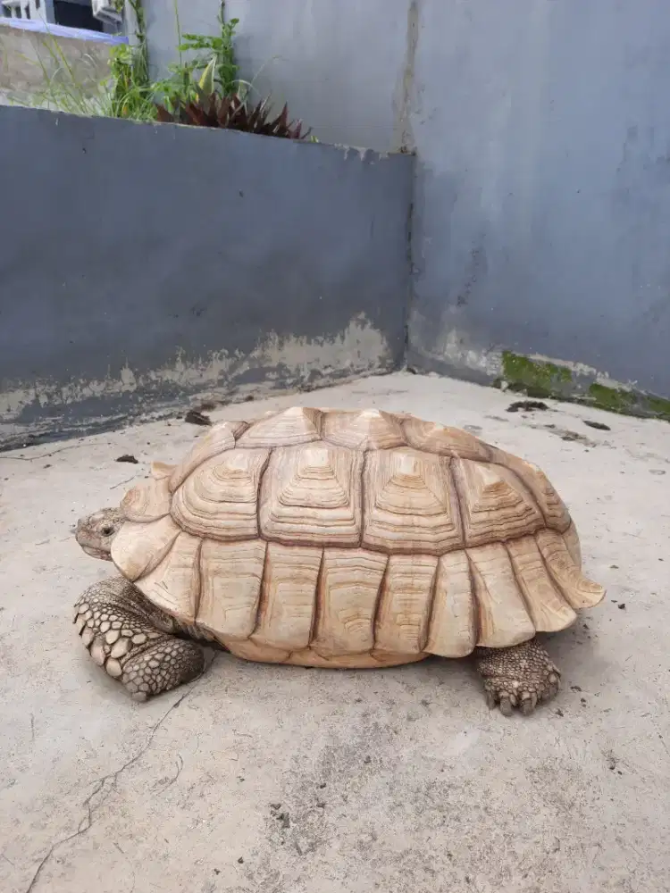 Sulcata 55cm thinline, indukan