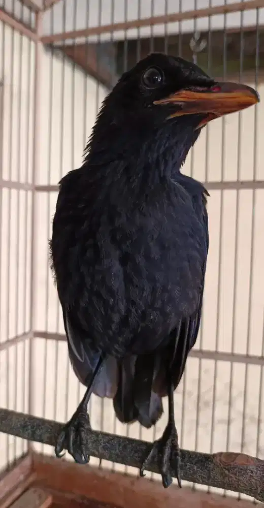 Burung Ciung batu kecil JANTAN remaja