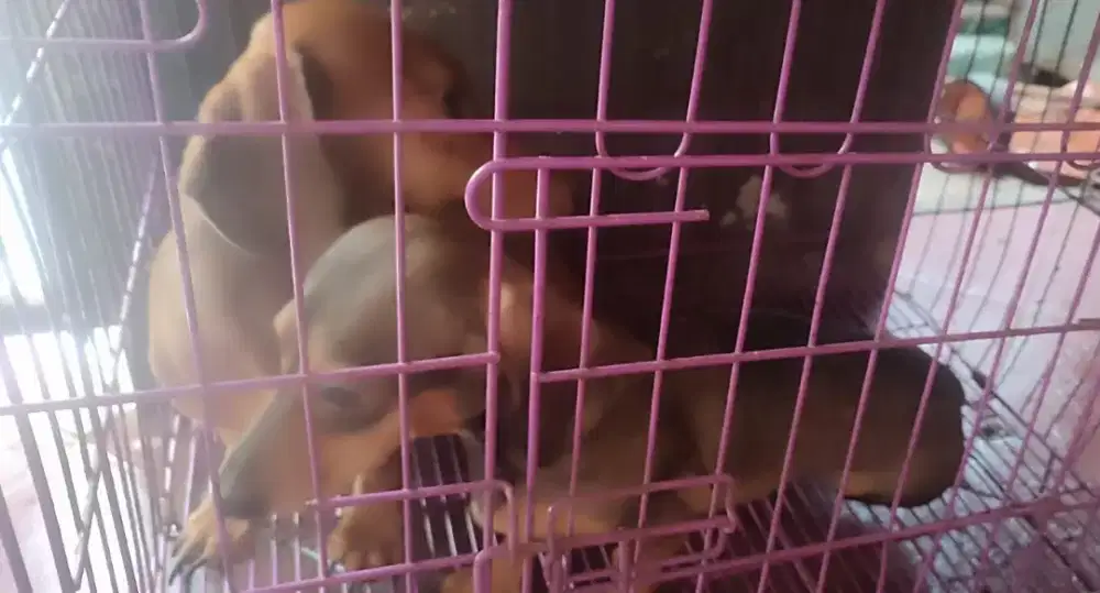 Dijual anjing tekel sepasang