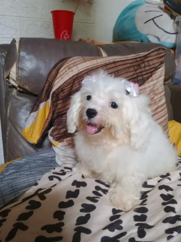 anakan maltis jantan stb vaksin 2.5 bulan