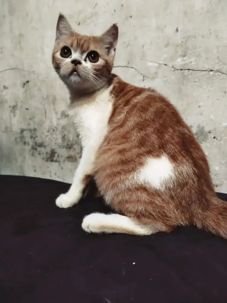 British short hair oyen