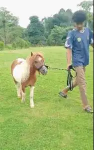 kuda poni betinaan TB 1 meteran 3 tahunan koleksian exotik unik jinak