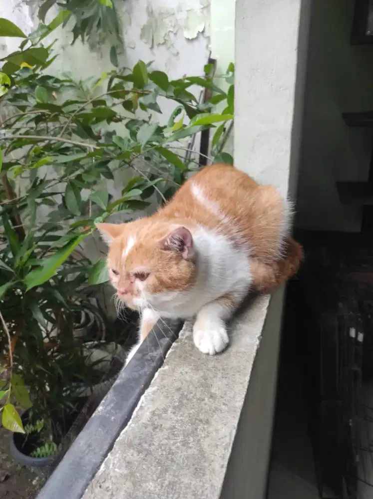 Adopter Kucing Persia short hair