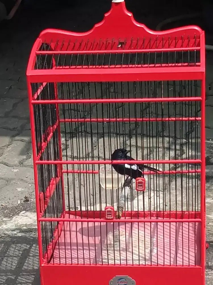 kacer body big ktp gak tau