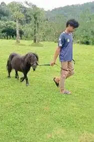 kuda poni 3 tahunan TB 1 meter koleksian exotik unik jinak gemesin top