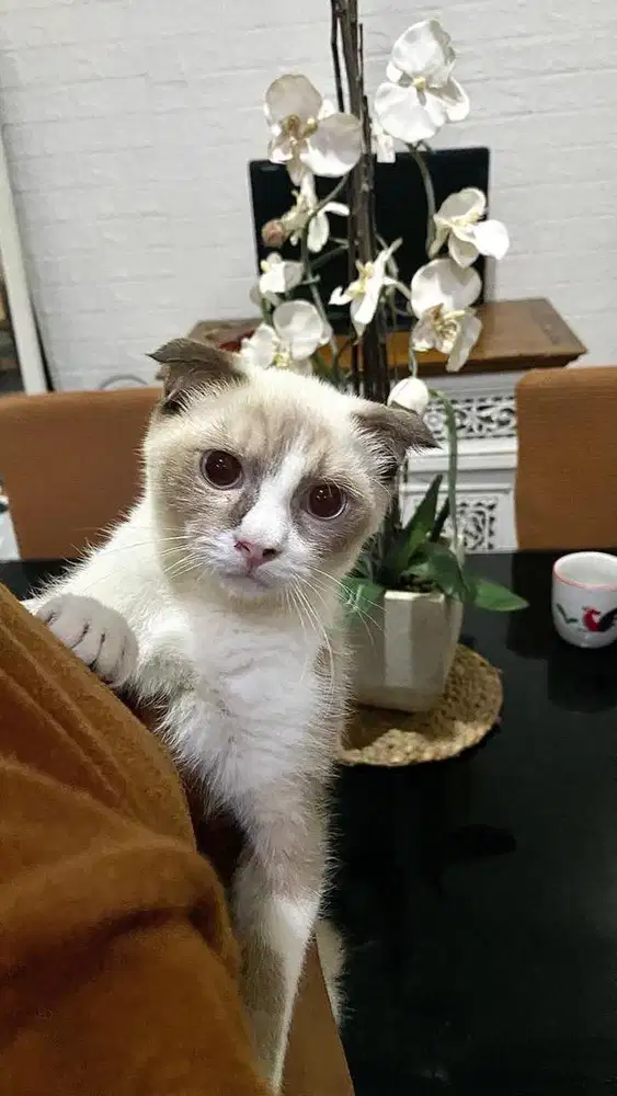 Kucing himalayan turunan scotishfold