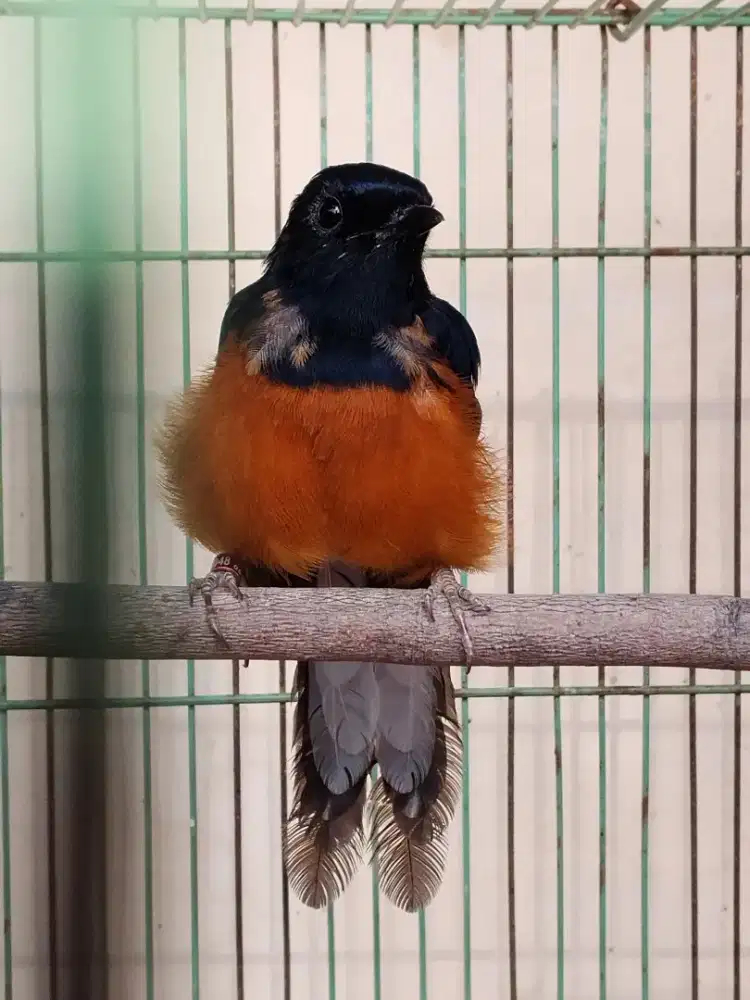 Murai batu trotol usia 4,5 bln up