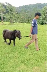 kuda poni betinaan 3 tahunan TB 1 meteran siap koleksi piara hobby2an