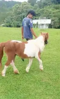 kuda poni betinaan 3 tahunan TB 1 meteran koleksian exotik unik manteb