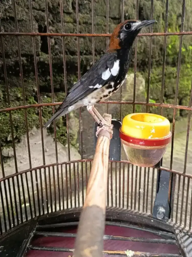 Anis kembang jantan gacor ngerol RNR