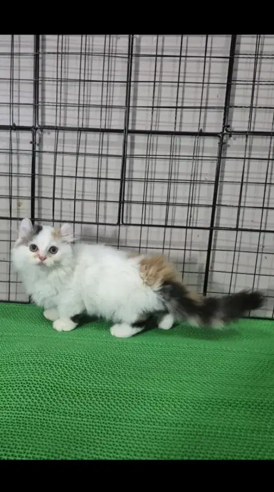ANAK KUCING KITTEN MUNCHKIN MINUET 3BULAN BETINA