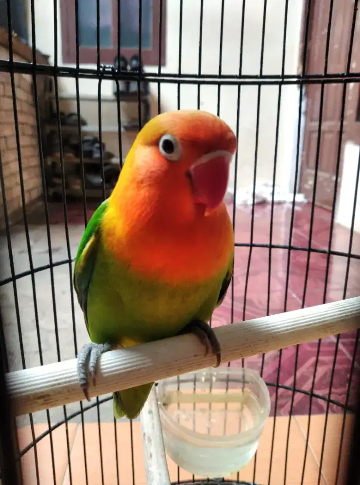 Burung lovebird josan betna dewasa aktif