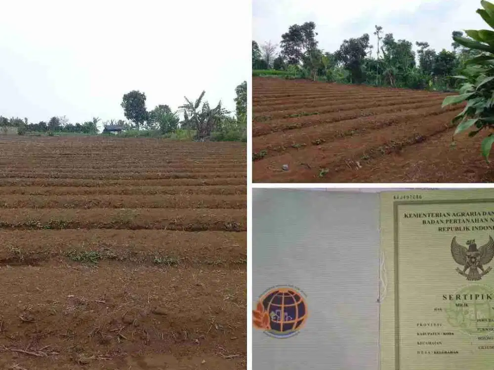 Dijual Tanah Kebun Murah di Cileunca Bojong Purwakarta