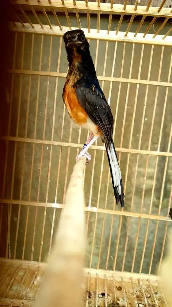 Garansi jantan seumur hidup.