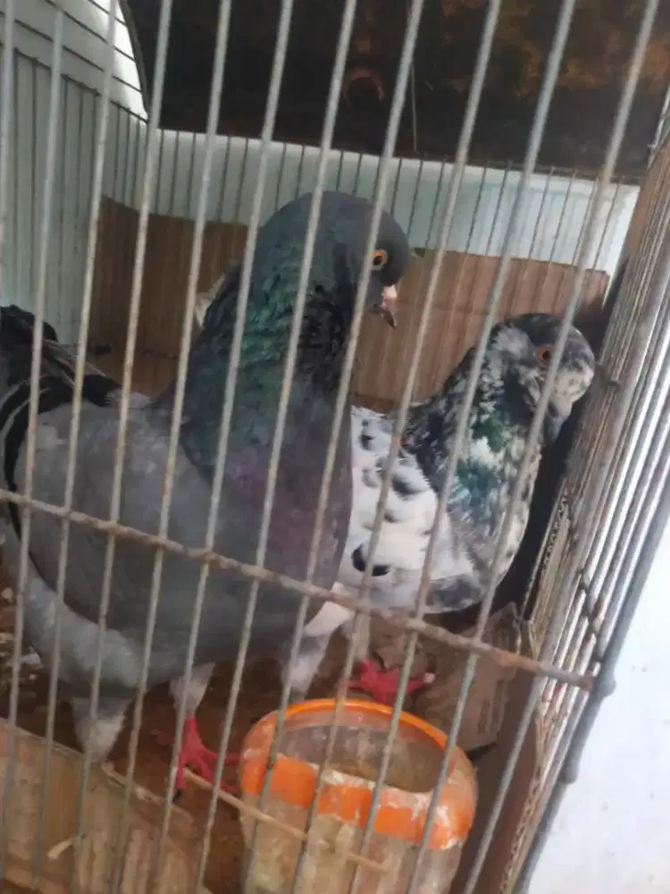 Merpati soking indukan produksi