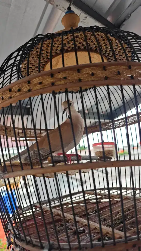 Burung puter pelung gacorr