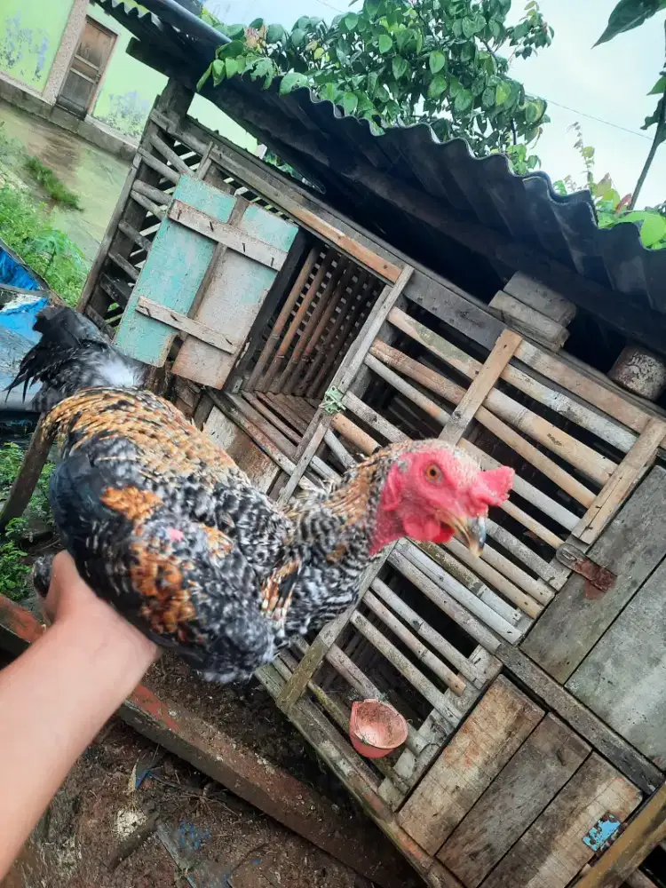 Ayam kampung asli