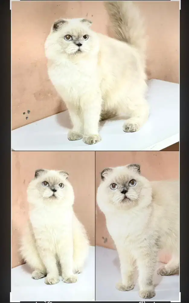 Scottish fold blue eyes higland fold jdhin peaknose persian exo bsh
