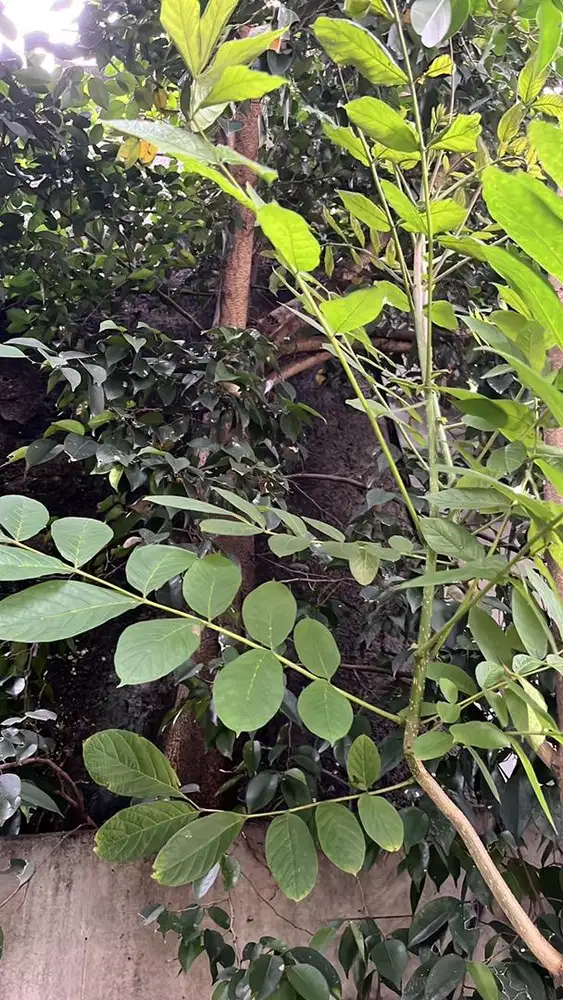 Dicari Finishing Sepatu