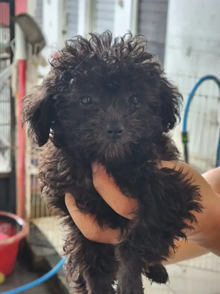 Toy Poodle Silver Betina