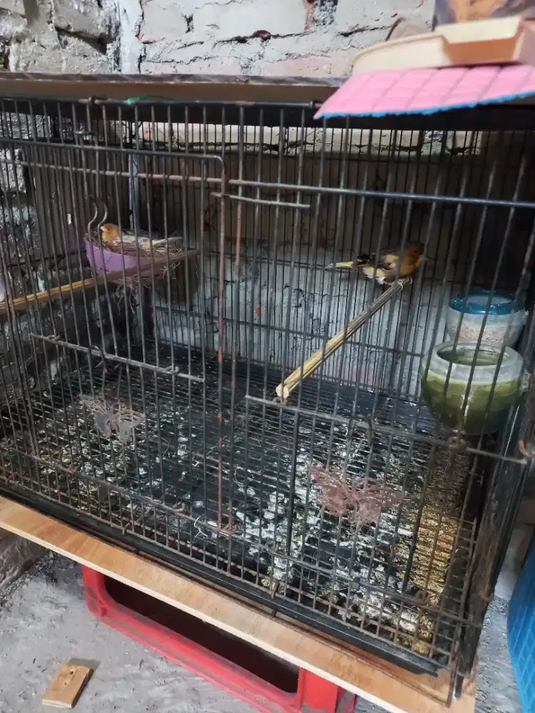 Kenari AF sepasang