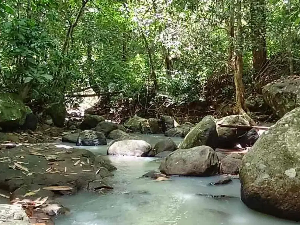 Dijual Tanah Kebun Los Sungai Isi Cengkeh Dan Kelapa Murah Di Tabanan Bali