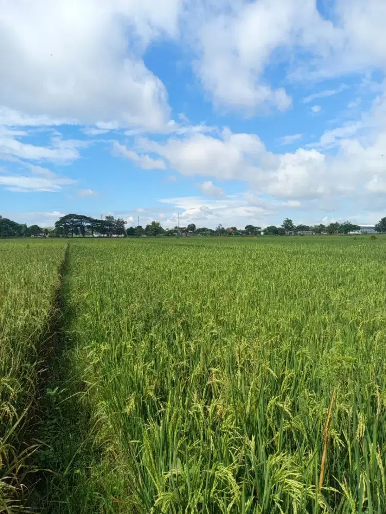 Di jual tanah SHM tanpa perantara, lokasi di Juwiring, Klaten