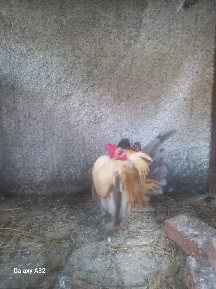 Jantan serama selam top