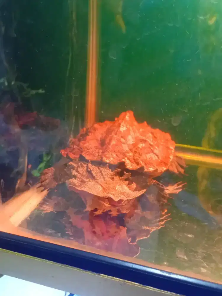 Kura mata-mata sehat