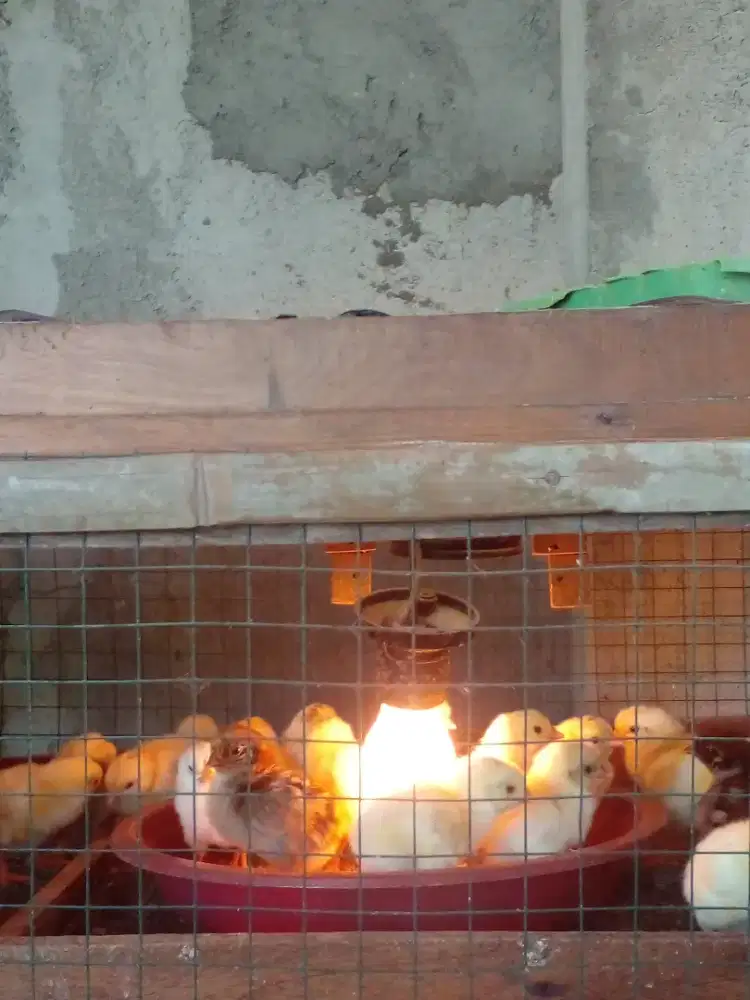 DOC/ anak  ayam kampung elba