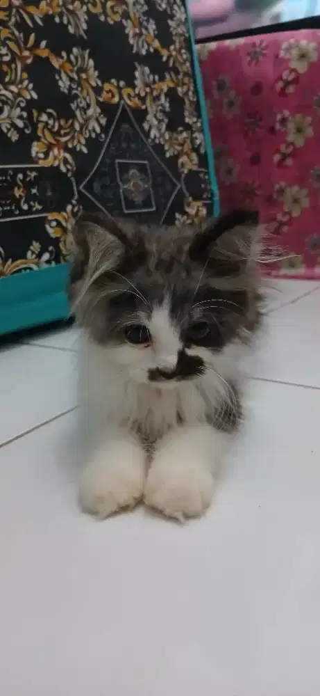 KUCING PERSIA KITTEN MURAH