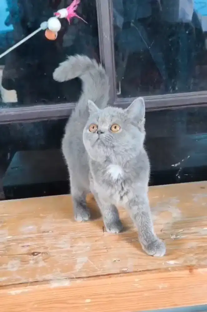 BRITISH SHORTHAIR/BSH