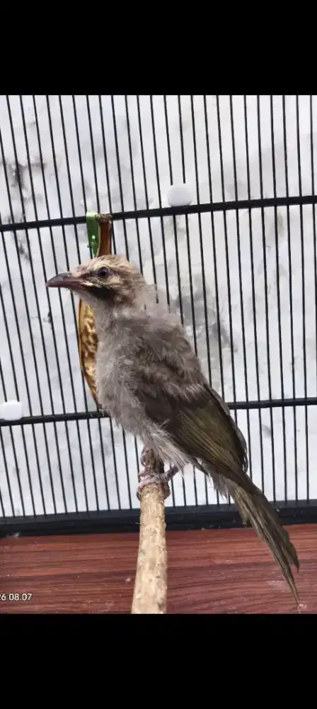 Cucak rowo anak mandiri