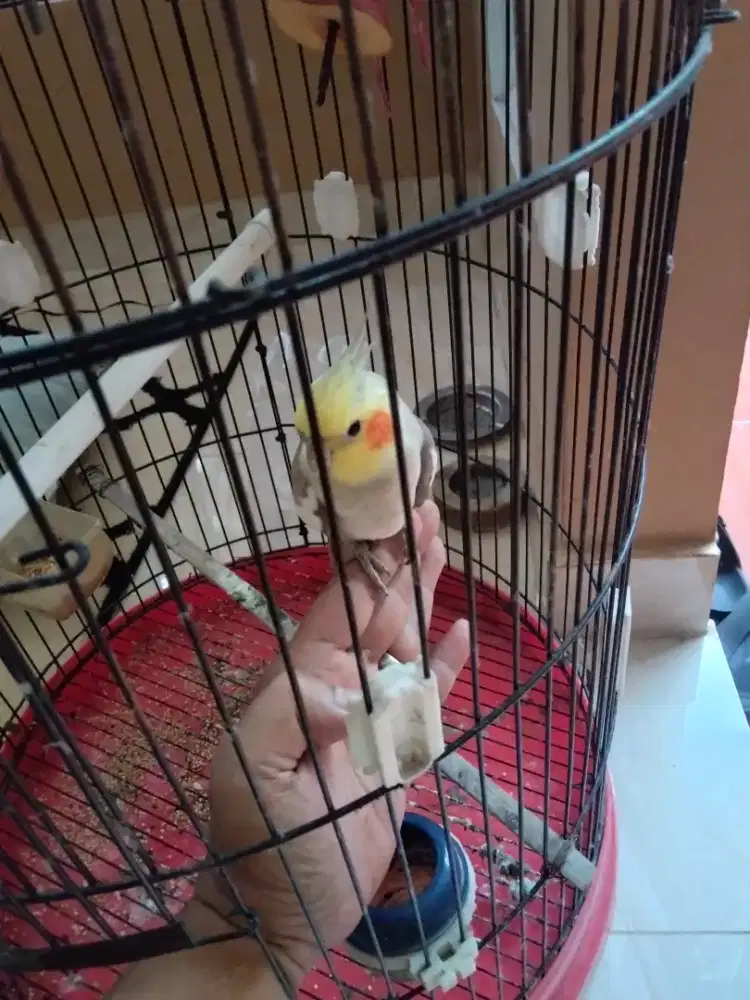 Dijual/TT Falk Cockatiel