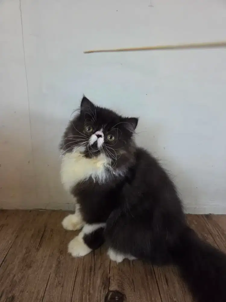 Kitten Persia Longhair Peaknose Bicolor