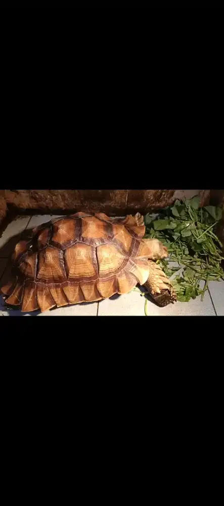 Kura Sulcata Jantan 40 CM