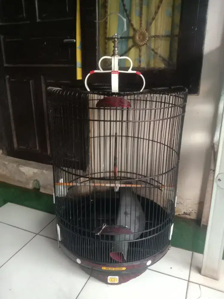 Kandang murai oriq jaya decal air brush no minus fulset 650 k pdk aren