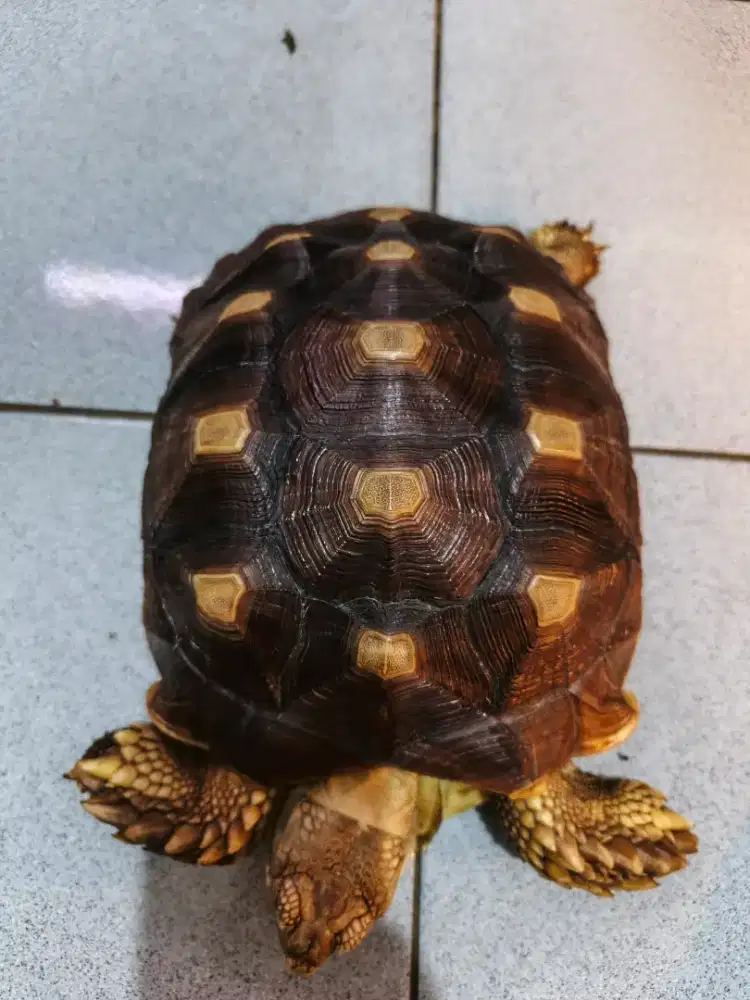 Kura Sulcata Betina 25 CM Warna Bagus