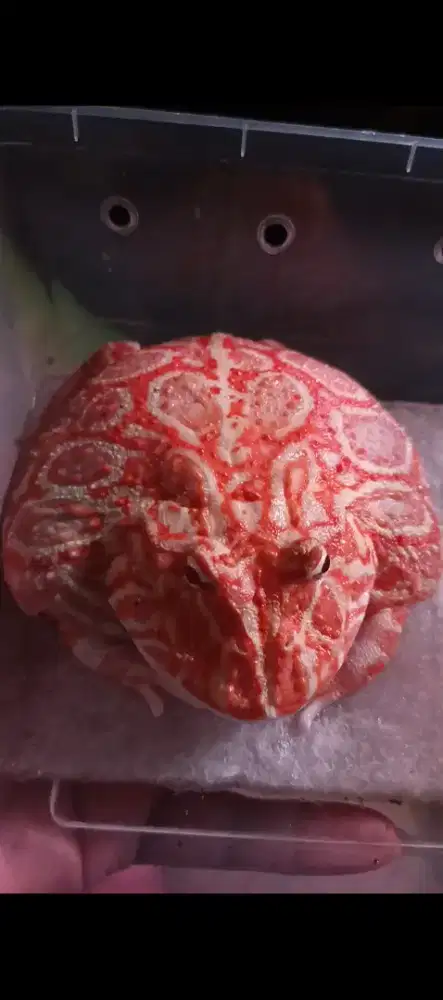 Pacman Frog Strawberry Jumbo Warna Cantik