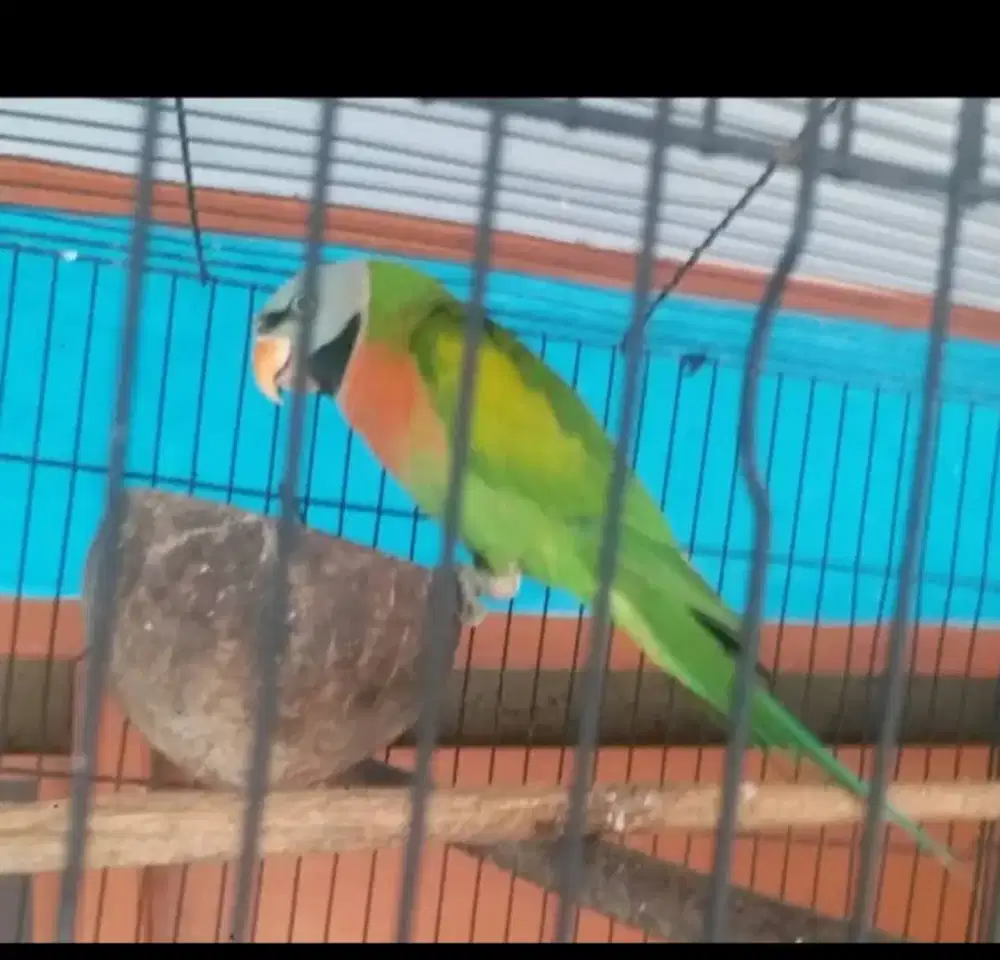 LOVEBIRD JAWA SEMI JINAK 1,5 FULSET